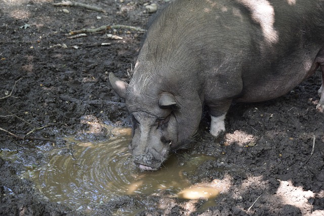 罗和图拉姆 罗和图拉姆